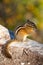 A Chipmunk, feeding on nuts, on a log in British Columbia