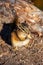 A Chipmunk, feeding on nuts, on a log in British Columbia