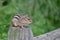 Chipmunk on a fence post 3