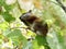 Chipmunk finds food in Rocky Mountain National Park Colorado