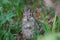 Chipmunk in the forest in the Altai mountains