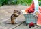 Chipmunk with fresh fruit in a basket