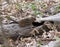 Chipmunk frozen on a log