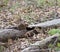 Chipmunk frozen on a log