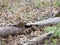 Chipmunk frozen on a log