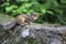 Chipmunk with full cheeks crawling for nuts.