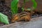 Chipmunk in the Garden in Illinois