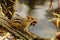 Chipmunk Gathering Leaves In Preparation For Winter