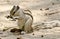 A chipmunk gnawing on twigs