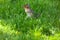 Chipmunk in the Grass