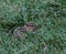 Chipmunk in the Grass with Eating