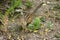 Chipmunk on ground with full cheeks.