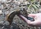 Chipmunk hand seeds feeding