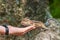 Chipmunk hand seeds feeding