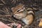 Chipmunk hand seeds feeding