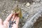 Chipmunk hand sunflower seeds feeding