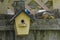 Chipmunk Hiding On Fence by Birdhouse