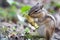 Chipmunk holding the rest of an apple