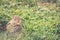 Chipmunk holds large nut in mouth