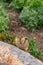 chipmunk holds leaves to eat on rocky soil in vertical shot