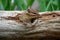 Chipmunk in a hollow log