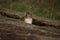 Chipmunk in hollow log