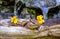 Chipmunk in hollow log finds flowers