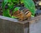 Chipmunk in Illinois Garden