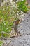 Chipmunk inspecting flowers for edible seeds