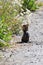 Chipmunk inspecting flowers for edible seeds