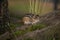 Chipmunk on a log