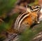 Chipmunk on Log, Olympic Peninsula, Washington