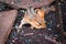 Chipmunk looking for food under a bird feeder