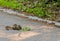 Chipmunk looking at an oat leaf