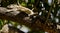 A chipmunk lying lazily on a tree branch