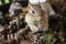 Chipmunk with miniature surrounding looking at camera