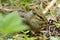 Chipmunk Nibbling Seeds In A Woodland Habitat