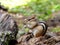 Chipmunk on an Old Log