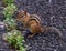 Chipmunk on pavement near generic vegetation