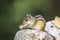 Chipmunk with a peanut in the Adirondacks