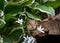 Chipmunk peeks out from behind white spring flowers