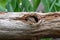 Chipmunk peeks out of a hollow log