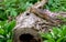 Chipmunk peers into a hollow log