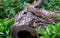 Chipmunk peers into a hollow log