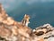 A Chipmunk plays among the rocks in the Rocky Mountains