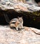 A Chipmunk plays among the rocks in the Rocky Mountains