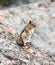 A Chipmunk plays among the rocks in the Rocky Mountains