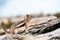 A Chipmunk plays among the rocks in the Rocky Mountains