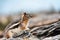 A Chipmunk plays among the rocks in the Rocky Mountains