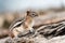 A Chipmunk plays among the rocks in the Rocky Mountains